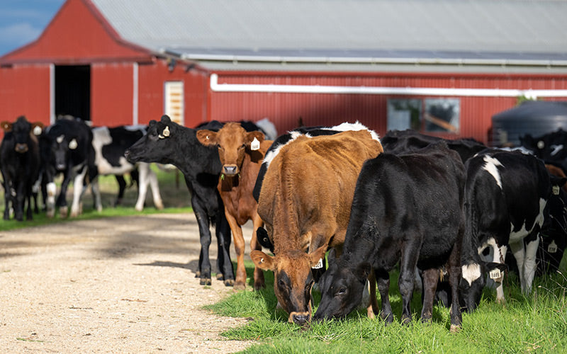 Livestock & Agriculture Mats | Shop All