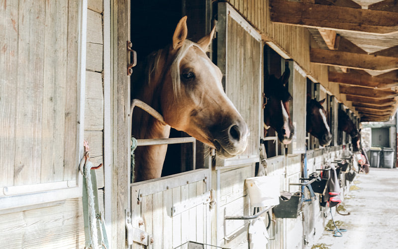 Livestock & Agriculture | Stable & Barn Mats