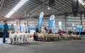 Rubber Stable Mats at a Livestock Event 