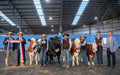 Rubber Stable Mats at a Livestock Cattle Event 