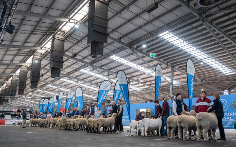 Rubber Stable Mats at a Livestock Event with sheep