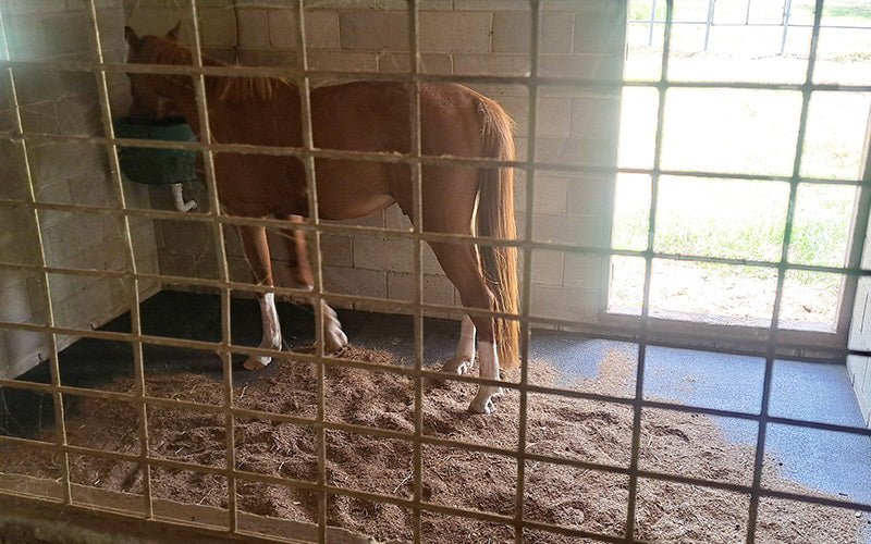 Stable Mat in stable with Horse